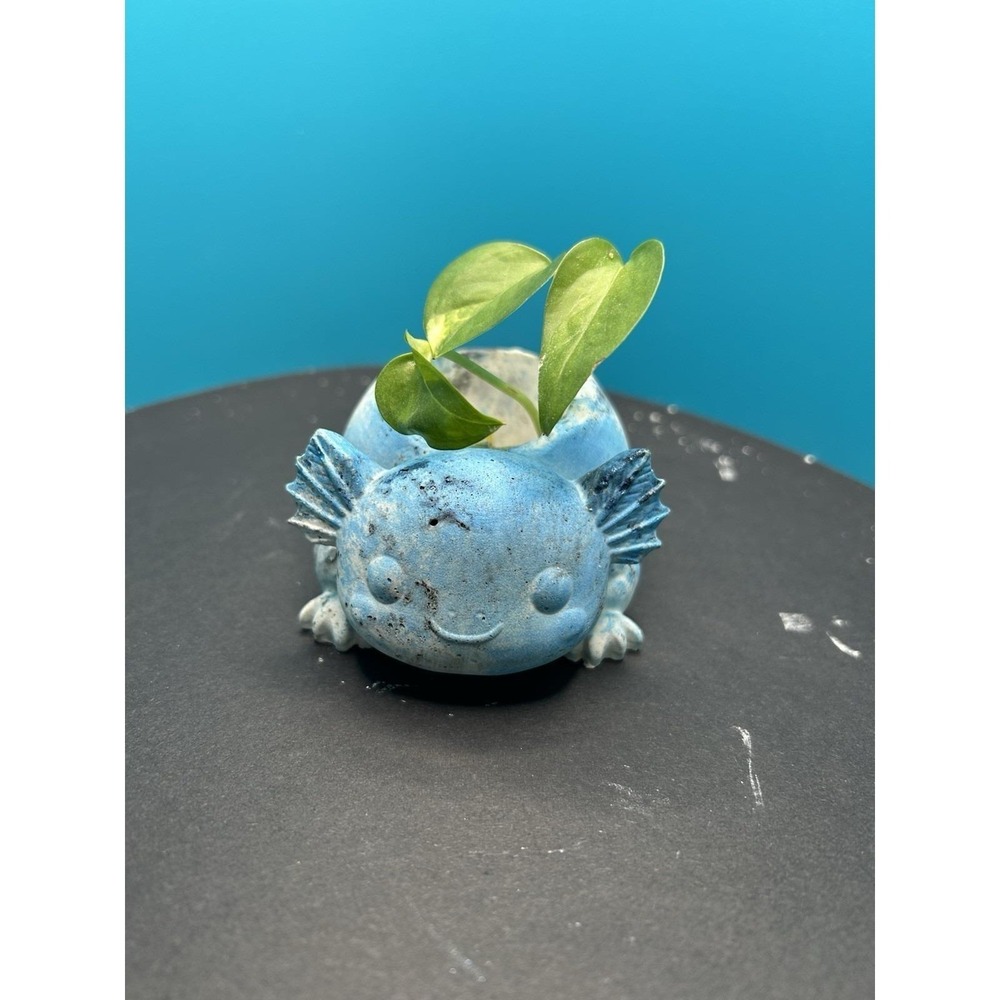 2 Axolotl  Concrete Planter Blue– Handmade Cement Succulent Plant  Pot, Handmade - Picture 12 of 12